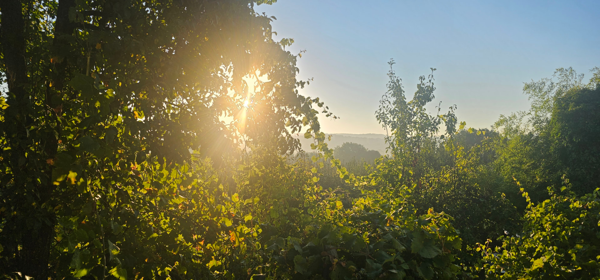 Sunlight over a green rural landscape in Portugal